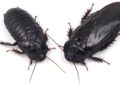 These roaches form exclusive long-term relationships after eating each other’s wings : NPR
