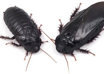 These roaches form exclusive long-term relationships after eating each other’s wings : NPR