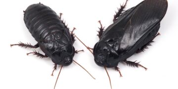 These roaches form exclusive long-term relationships after eating each other’s wings : NPR
