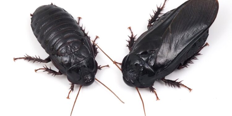 These roaches form exclusive long-term relationships after eating each other’s wings : NPR