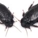 These roaches form exclusive long-term relationships after eating each other’s wings : NPR