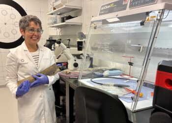 Colossal aims to bring woolly mammoths back from extinction : NPR